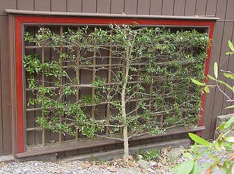 topiary image